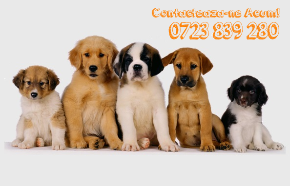 Institutul de pregatire canina brasov